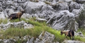 Cabras en el Desfiladero de la Hermida