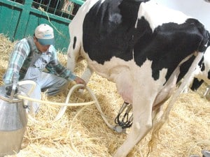 VACAS LECHERAS FERIA GANADO.