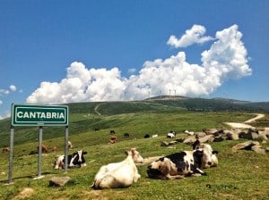 guardianas-vacas-cantabria