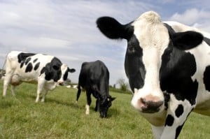 Cows rest and graze at Woodside Green Farm in Great Hallingbury, Essex, UK. British farmers are finding survival difficult with the price being offered by buyers barely meeting production costs. May 25 2005. Photographer: Rogan Macdonald