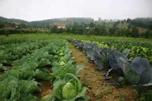 agricultura