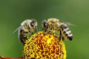 abejas-580