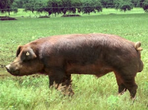 cerdoduroc