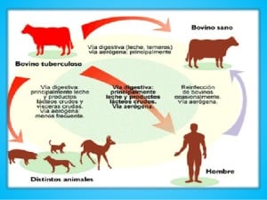 tuberculosis-bovina-8-638