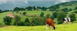 Vacas-de-Cantabria