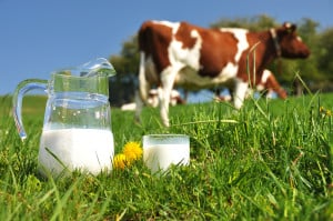 Jug of milk against herd of cows. Emmental region, Switzerland