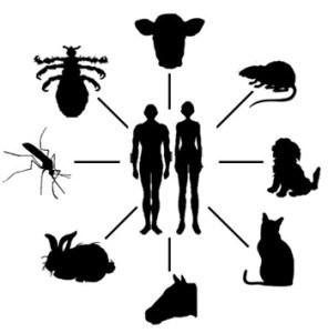 zoonosis